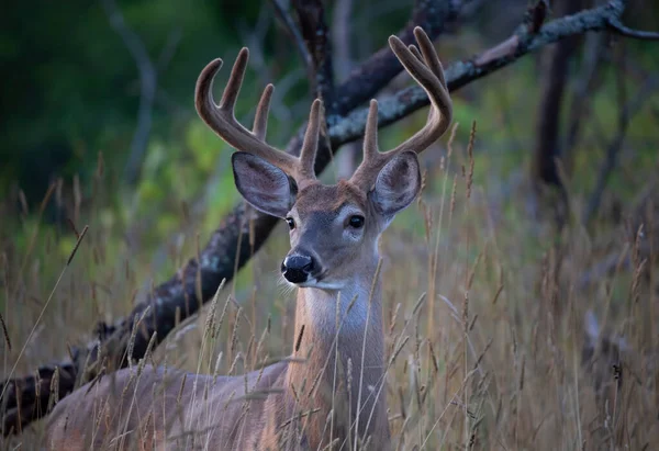 Witstaarthertenbok Een Vroege Ochtend Met Fluwelen Geweien Zomer Canada — Stockfoto