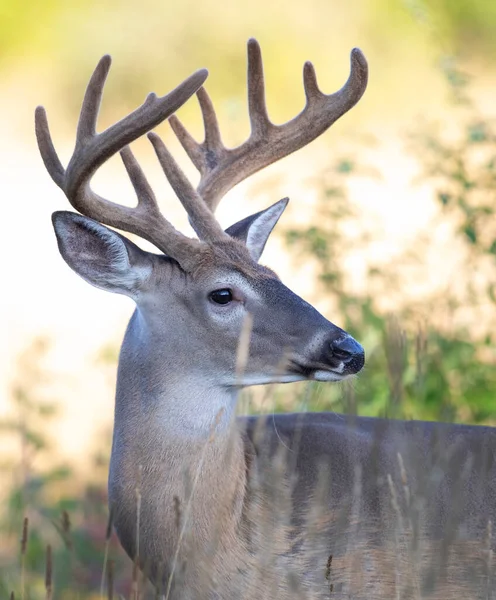 Witstaarthertenbok Een Vroege Ochtend Met Fluwelen Geweien Zomer Canada — Stockfoto