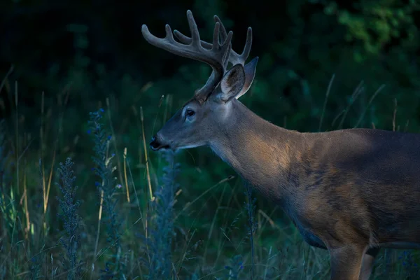 Weißschwanz Hirschbock Einem Frühen Morgen Mit Samtgeweih Sommer Kanada — Stockfoto