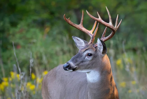 Veado Cauda Branca Buck Uma Manhã Cedo Com Chifres Veludo — Fotografia de Stock