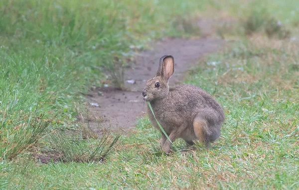 Rabbit Spring Meadow Canada — Stock Photo, Image