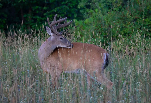 Veado Cauda Branca Buck Uma Manhã Cedo Com Chifres Veludo — Fotografia de Stock