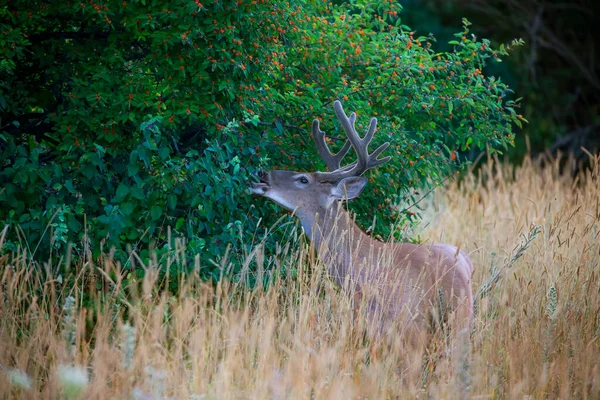 사슴은 받으며 캐나다 여름에 나뭇잎을 먹는다 — 스톡 사진