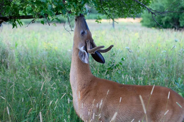 Witstaarthertenbok Het Vroege Ochtendlicht Met Fluwelen Geweien Die Bladeren Eten — Stockfoto