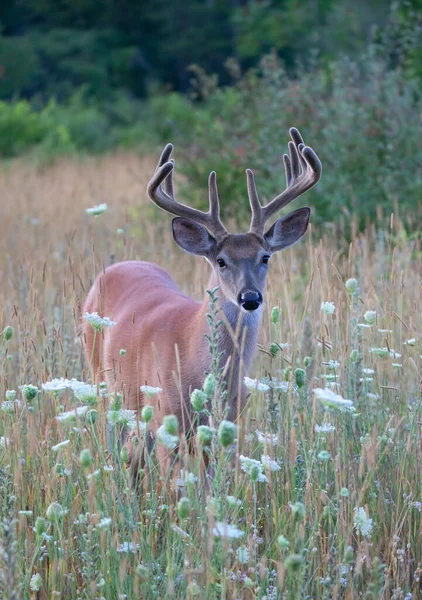 Bouc Cerf Virginie Tôt Matin Avec Bois Velours Été Canada — Photo