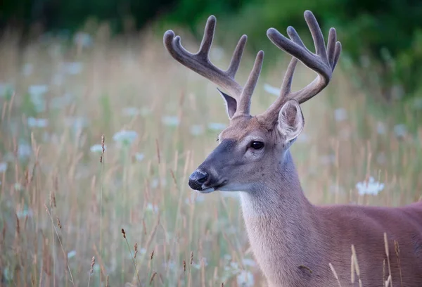 カナダの夏にベルベットの枝角を持つ早朝の白い尾の鹿の背中 — ストック写真