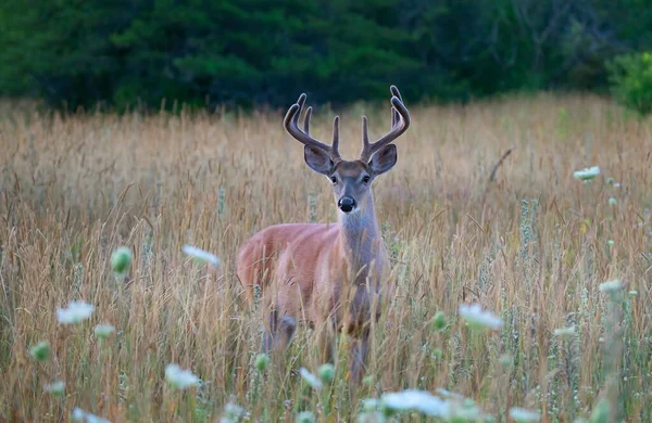 Cerf Virginie Sauvage Tôt Matin Avec Des Bois Velours Été — Photo