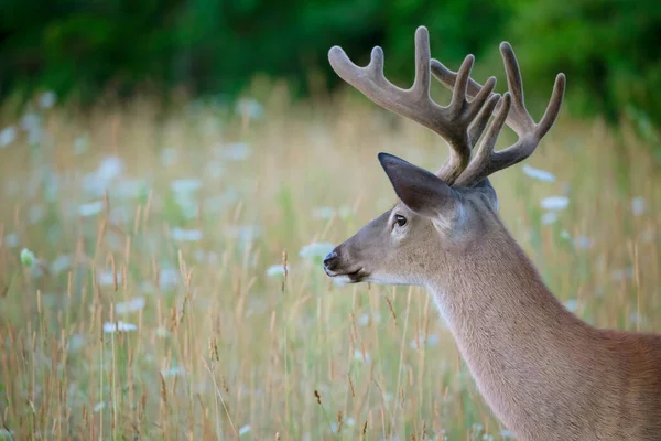 在加拿大的夏天 一只白尾鹿在一个清早带着鹿角的野生公鹿 — 图库照片