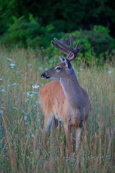 在加拿大的夏天 一只白尾鹿在一个清早带着鹿角的野生公鹿 — 图库照片
