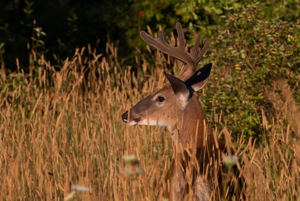 Ein Wildschwanzhirsch Einem Frühen Morgen Mit Samtgeweih Sommer Kanada — Stockfoto