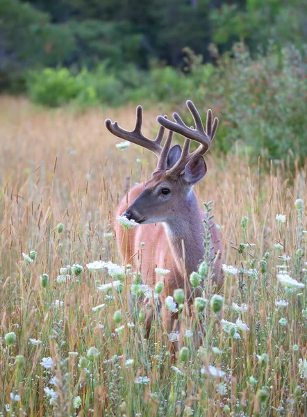 Cerf Virginie Sauvage Tôt Matin Avec Des Bois Velours Été — Photo