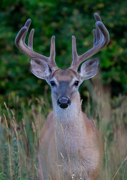 Cerf Virginie Sauvage Tôt Matin Avec Des Bois Velours Été — Photo