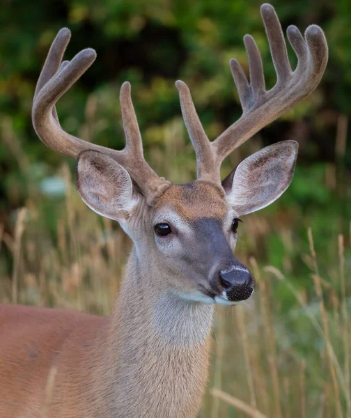 Ein Wildschwanzhirsch Einem Frühen Morgen Mit Samtgeweih Sommer Kanada — Stockfoto