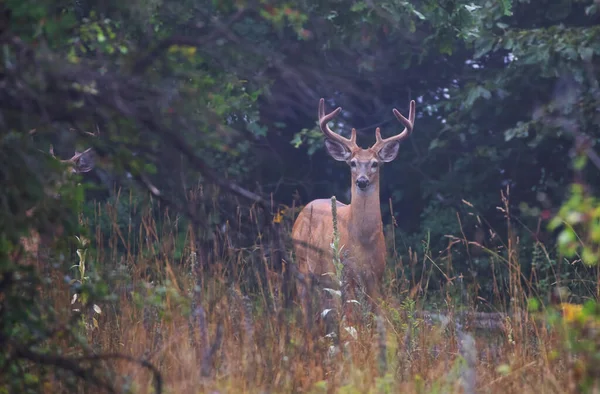 Ein Wildschwanzhirsch Einem Frühen Morgen Mit Samtgeweih Sommer Kanada — Stockfoto