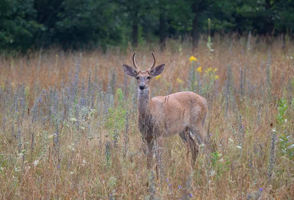 Ein Wildschwanzhirsch Einem Frühen Morgen Mit Samtgeweih Sommer Kanada — Stockfoto