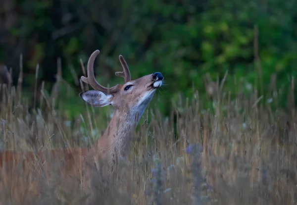 Ein Wildschwanzhirsch Einem Frühen Morgen Mit Samtgeweih Sommer Kanada — Stockfoto