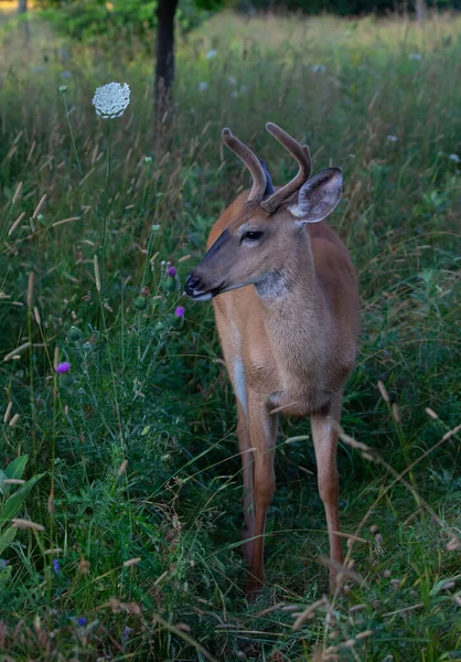 Een Wilde Witstaarthertenbok Een Vroege Ochtend Met Fluwelen Geweien Zomer — Stockfoto