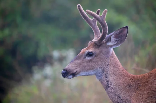 カナダの夏にベルベットの枝角を持つ早朝に野生の白い尾の鹿の背中 — ストック写真