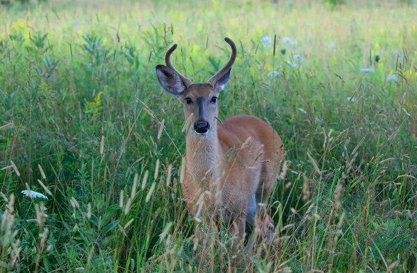 カナダの夏にベルベットの枝角を持つ早朝の白い尾の鹿の背中 — ストック写真