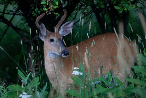 White Tailed Deer Buck Early Foggy Morning Velvet Antlers Summer — Stock Photo, Image