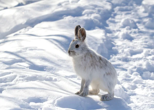 カナダの冬に白いスノーシューウサギまたはさまざまなウサギ — ストック写真