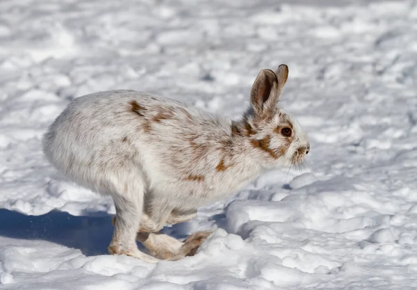 White Snowshoe Hare Varying Hare Coat Turning Brown Running Winter — Stock Photo, Image