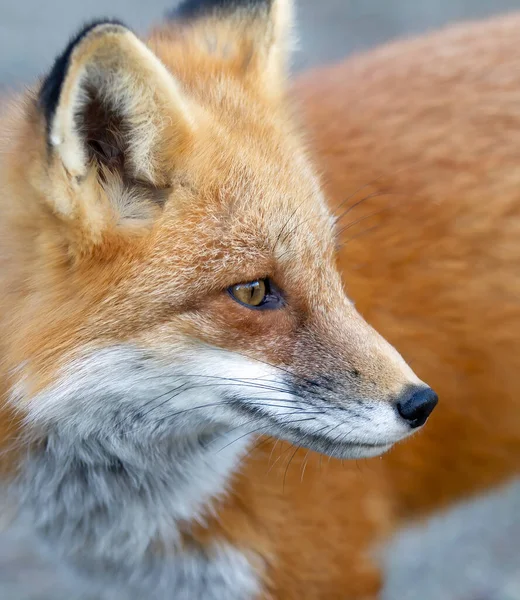 Retrato Raposa Vermelha Vulpes Vulpes Close Algonquin Park Canadá — Fotografia de Stock