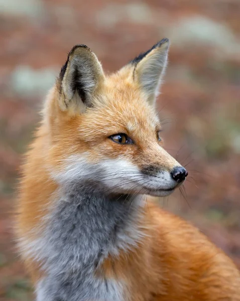カナダのアルゴンキン公園に近い赤い狐 の肖像画 — ストック写真
