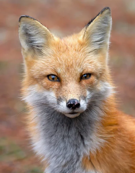 Retrato Raposa Vermelha Vulpes Vulpes Close Algonquin Park Canadá — Fotografia de Stock