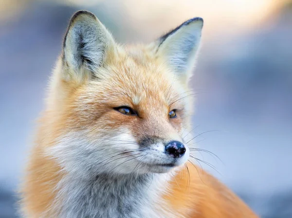 加拿大阿尔贡金公园的红狐 肖像画特写 — 图库照片