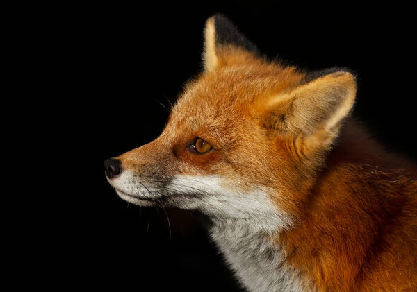 Red fox (Vulpes vulpes) portrait closeup in Algonquin Park, Canada