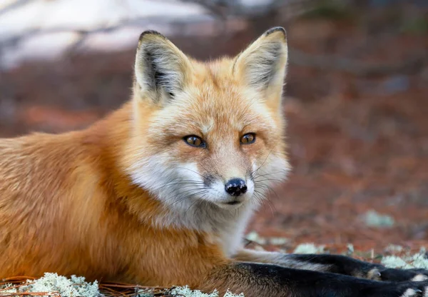 Retrato Raposa Vermelha Vulpes Vulpes Close Algonquin Park Canadá — Fotografia de Stock