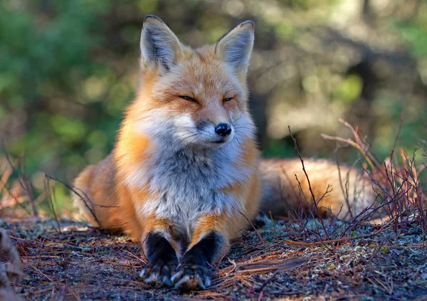 Retrato Raposa Vermelha Vulpes Vulpes Close Algonquin Park Canadá — Fotografia de Stock