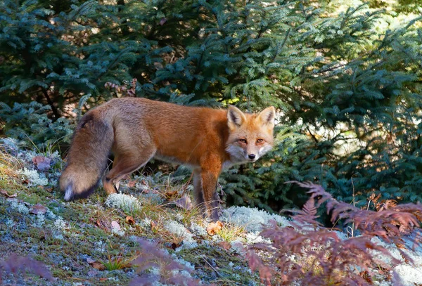Red Fox Vulpes Vulpes Pine Tree Forest Bushy Tail Walking — стоковое фото