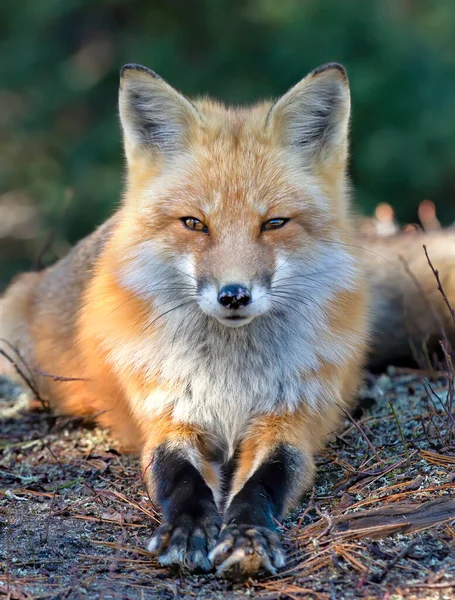 Red Fox Vulpes Vulpes Portrait Closeup Algonquin Park Canada — Stock Photo, Image