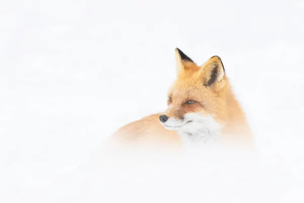 Raposa Vermelha Vulpes Vulpes Com Uma Cauda Arbustiva Isolada Fundo — Fotografia de Stock