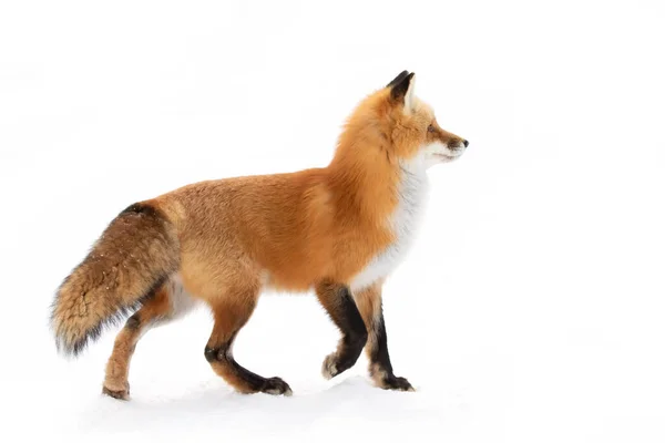 Zorro Rojo Vulpes Vulpes Con Una Cola Tupida Aislada Sobre — Foto de Stock