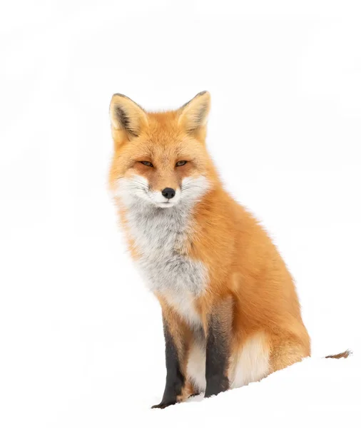 Renard Roux Vulpes Vulpes Avec Une Queue Touffue Isolée Sur — Photo