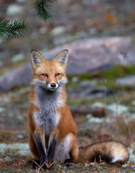 Red Fox Vulpes Vulpes Bushy Tail Sitting Forest Autumn Algonquin — Stock Photo, Image