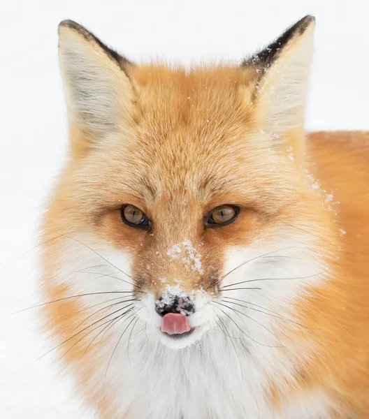 在加拿大新落雪的阿尔贡金公园 红狐在白色背景特写中被隔离开来 — 图库照片