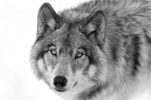 Timber Wolf Grey Wolf Canis Lupus Πορτρέτο Μαύρο Και Άσπρο — Φωτογραφία Αρχείου