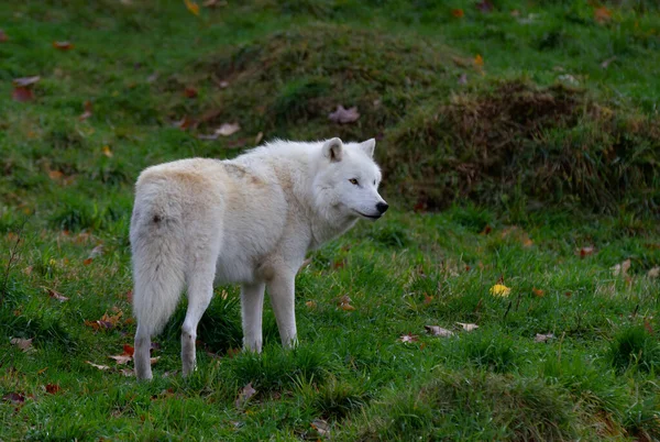 加拿大春天 北极狼在草地上散步时的特写 — 图库照片