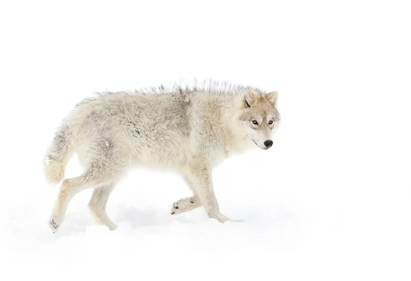 Арктический Волк Изолирован Белом Фоне Гуляя Зимнем Снегу Канаде — стоковое фото
