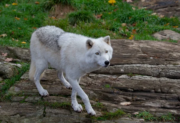 Ártico Lobo Closeup Caminhando Prado Primavera Canadá — Fotografia de Stock