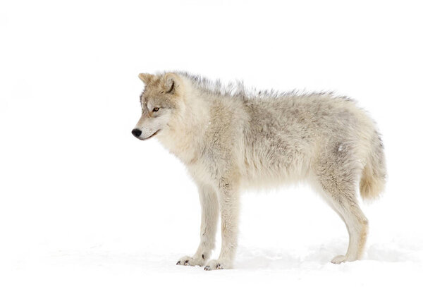 Arctic wolf isolated on white background walking in the winter snow in Canada
