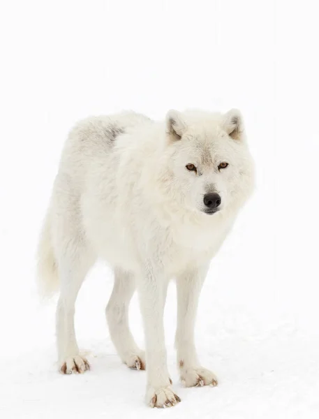 Lobo Ártico Aislado Sobre Fondo Blanco Caminando Nieve Invernal Canadá — Foto de Stock