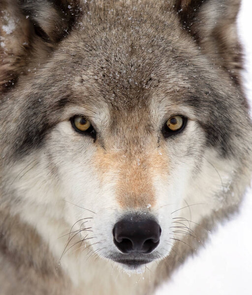 Timber wolf or Grey Wolf Canis lupus portrait closeup in winter snow in Canada