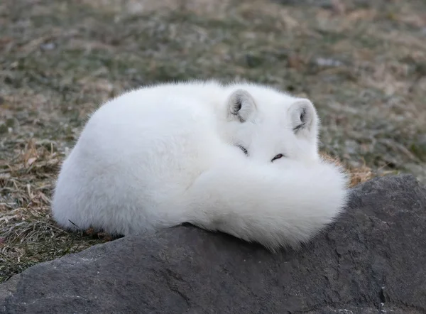 Arctische Vos Vulpes Lagopus Slapend Een Rotsachtige Richel Winter Canada — Stockfoto