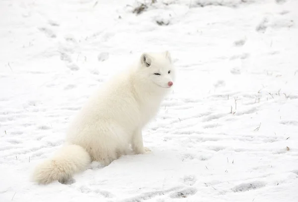 Арктична Лисиця Vulpes Lagopus Стоїть Снігу Взимку Канаді — стокове фото