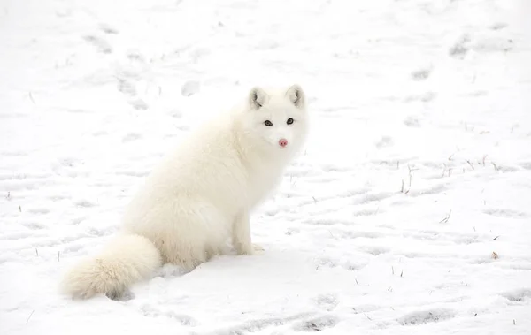 Zorro Ártico Vulpes Lagopus Parado Nieve Invierno Canadá —  Fotos de Stock